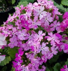 Primula sieboldii Dark Lady