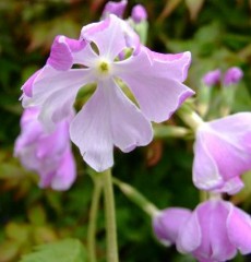 Primula sieboldii Edasango