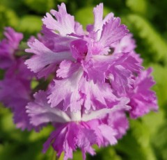 Primula sieboldii Elegance