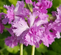 Primula sieboldii Elegance