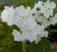 Primula sieboldii Frilly White