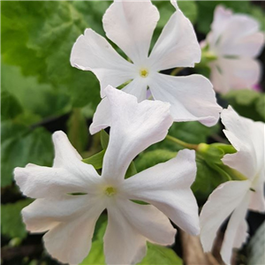 Primula sieboldii Fuji Mo Sato