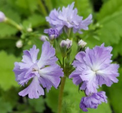 Primula sieboldii Fuji Shishi