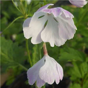 Primula sieboldii Gin Kajyaku