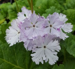 Primula sieboldii Girl of the Limberlost