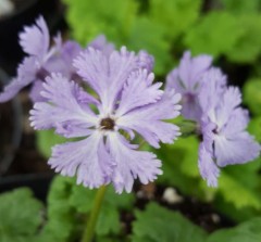 Primula sieboldii Girl of the Limberlost