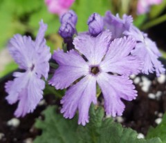 Primula sieboldii Girl of the Limberlost