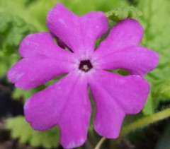 Primula sieboldii Gunma