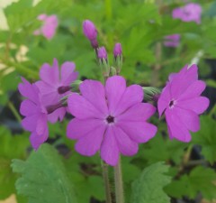 Primula sieboldii Gunma