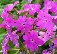 Primula sieboldii Gunma