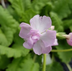 Primula sieboldii Hana Angya