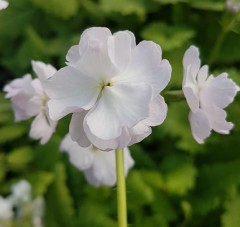 Primula sieboldii Hana Angya