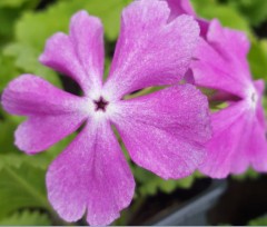 Primula sieboldii Hanaguruma