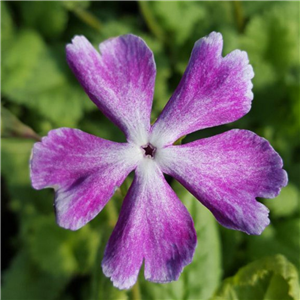 Primula sieboldii Hanaguruma form 2