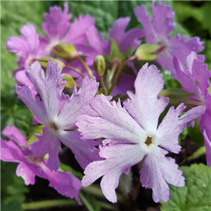 Primula sieboldii Hearts Desire