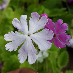 Primula sieboldii Jessica