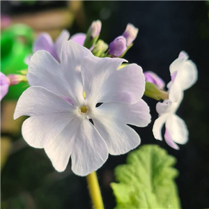 Primula sieboldii Kihino Yume