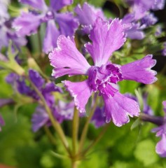 Primula sieboldii Kiraboshi