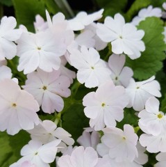 Primula sieboldii Komodone