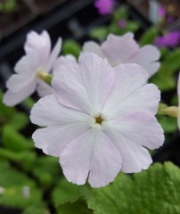 Primula sieboldii Komodone