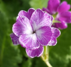 Primula sieboldii Koodori