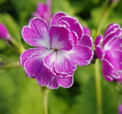 Primula sieboldii Koodori