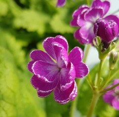 Primula sieboldii Koodori