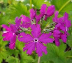 Primula sieboldii Koto-no-shirabe