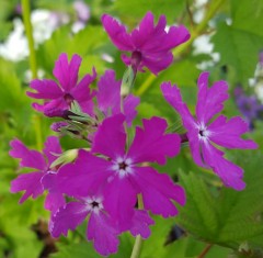 Primula sieboldii Koto-no-shirabe