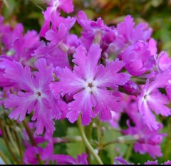 Primula sieboldii Koto-no-shirabe