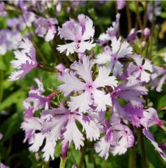 Primula sieboldii Laced Lady