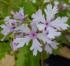 Primula sieboldii Laced Lady