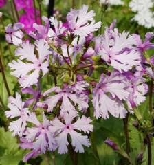 Primula sieboldii Laced Lady