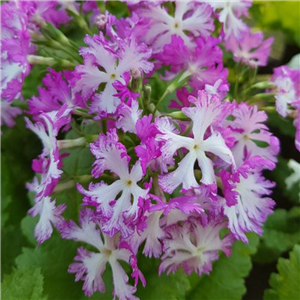 Primula sieboldii Lacy Lady