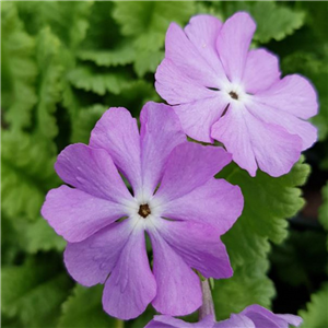 Primula sieboldii Lilac Blue