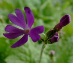 Primula sieboldii Makazebeni