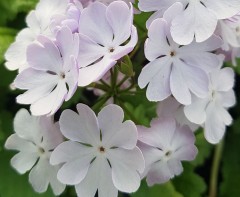 Primula sieboldii Manakoora