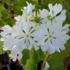 Primula sieboldii Matu-no-yuki