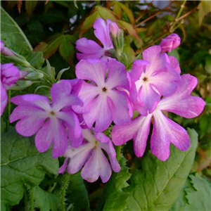 Primula sieboldii Miki-no-mare