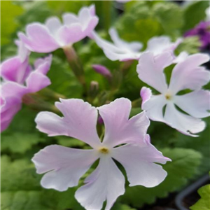 Primula sieboldii Miyako Sakura