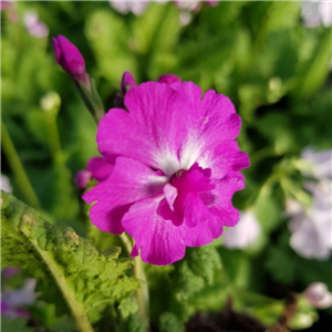 Primula sieboldii Mukashi-no-yume