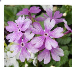 Primula sieboldii Nuretubame