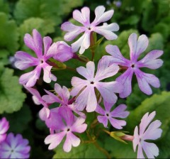 Primula sieboldii Nuretubame