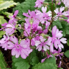 Primula sieboldii Nuretubame