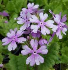 Primula sieboldii Nuretubame