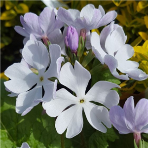 Primula sieboldii Okinosabi