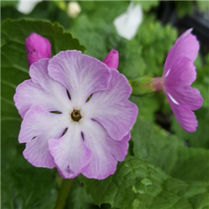 Primula sieboldii Old Vienna