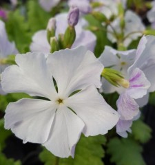 Primula sieboldii Oshibori