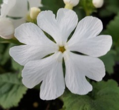 Primula sieboldii Pale Moon