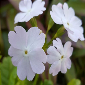 Primula sieboldii Purity